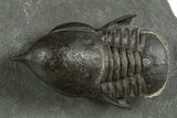 Pelagic Trilobite (Cyclopyge) Fossil - Huge Eyes #344599-1